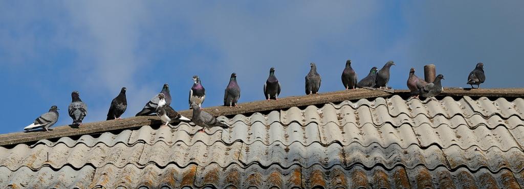photo "***" tags: nature, humor, wild animals