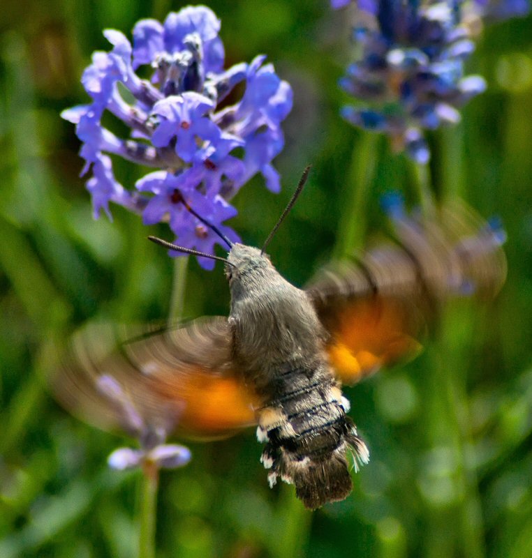 photo "Hawkmoth in lavender" tags: nature, flowers, insect