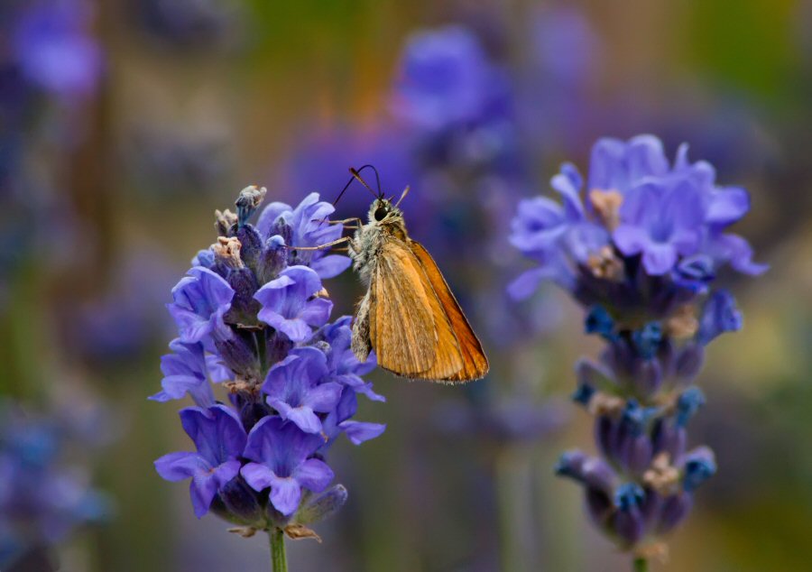 photo "On the plantation" tags: nature, flowers, insect