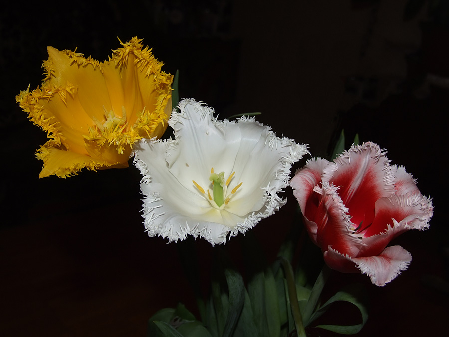 photo "***" tags: still life, 