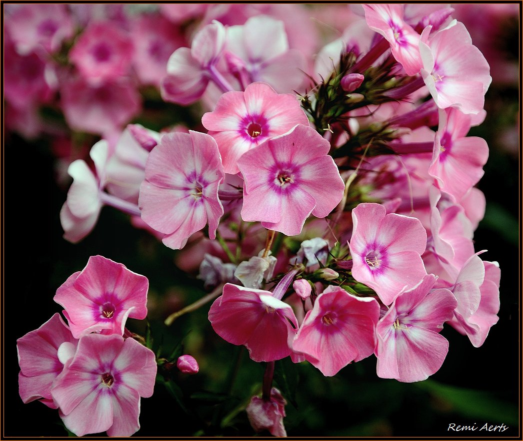 photo "***" tags: nature, macro and close-up, flowers