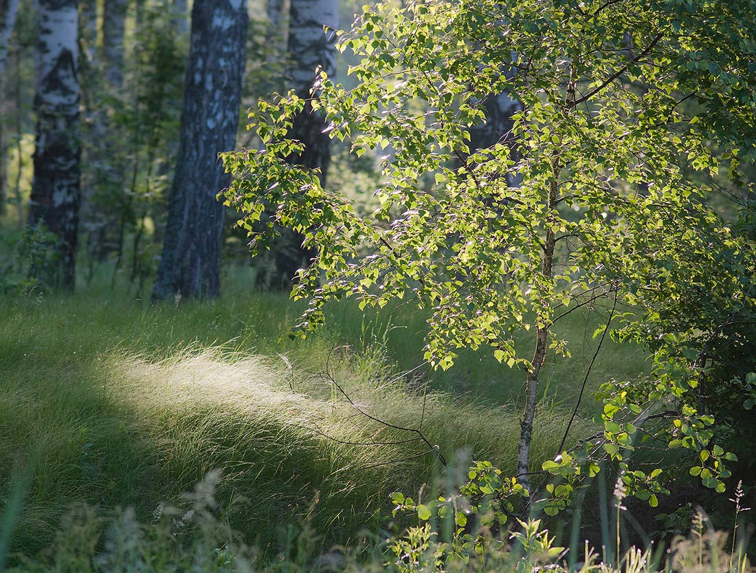 photo "Played a sun dew." tags: landscape, forest, summer