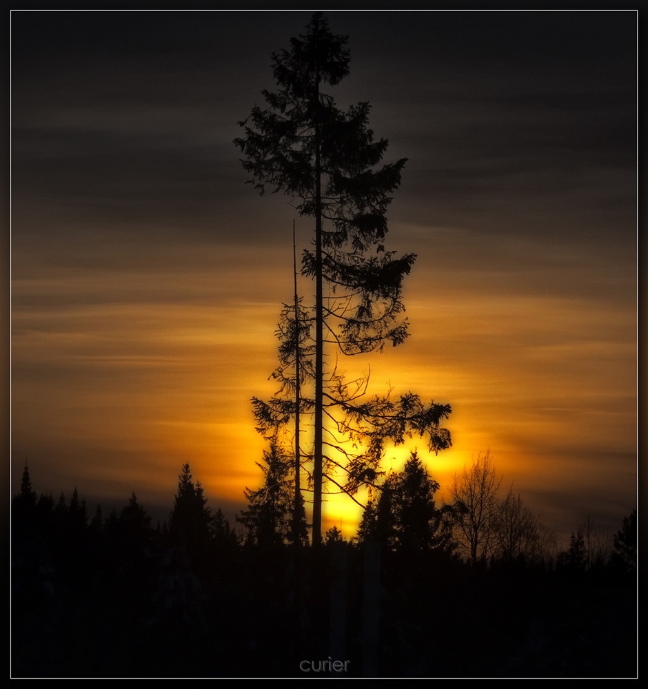 photo "***" tags: landscape, forest, sunset