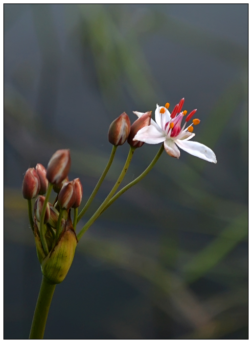 photo "***" tags: nature, flowers