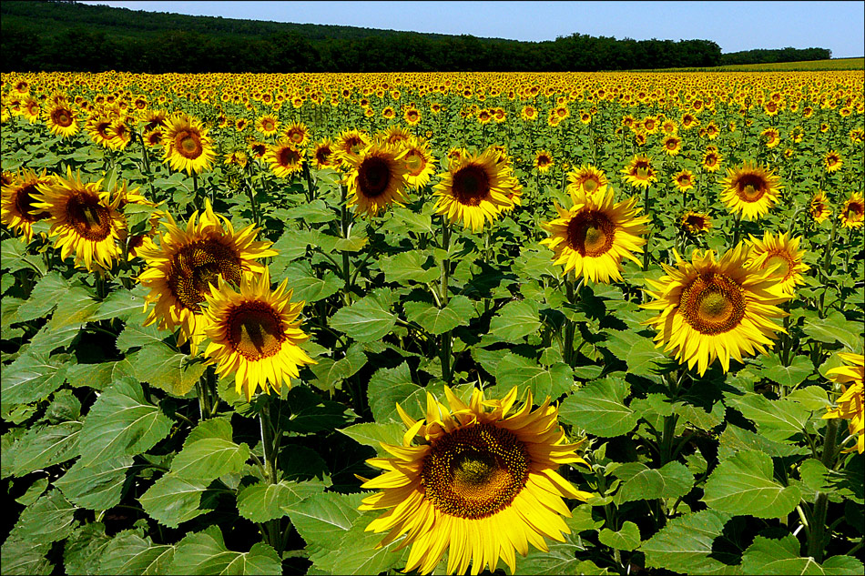 photo "Landscape july" tags: landscape, flowers, summer, sunflower