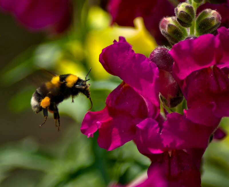 photo "The elephant-bumblebee of Salvador Dali" tags: nature, flowers, insect