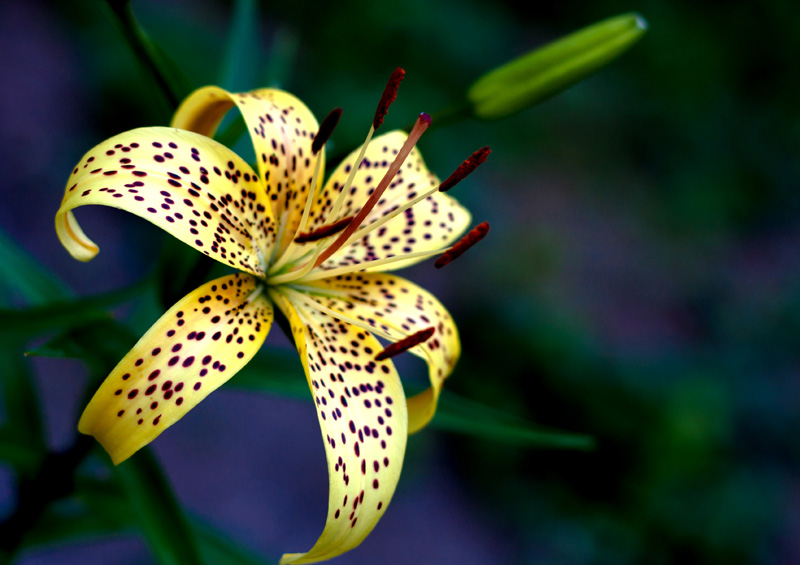 photo "***" tags: nature, flowers