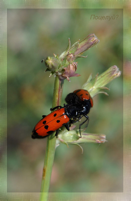 photo "***" tags: nature, macro and close-up, insect