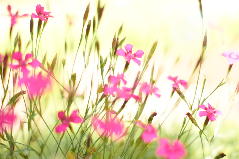 photo "***" tags: nature, flowers