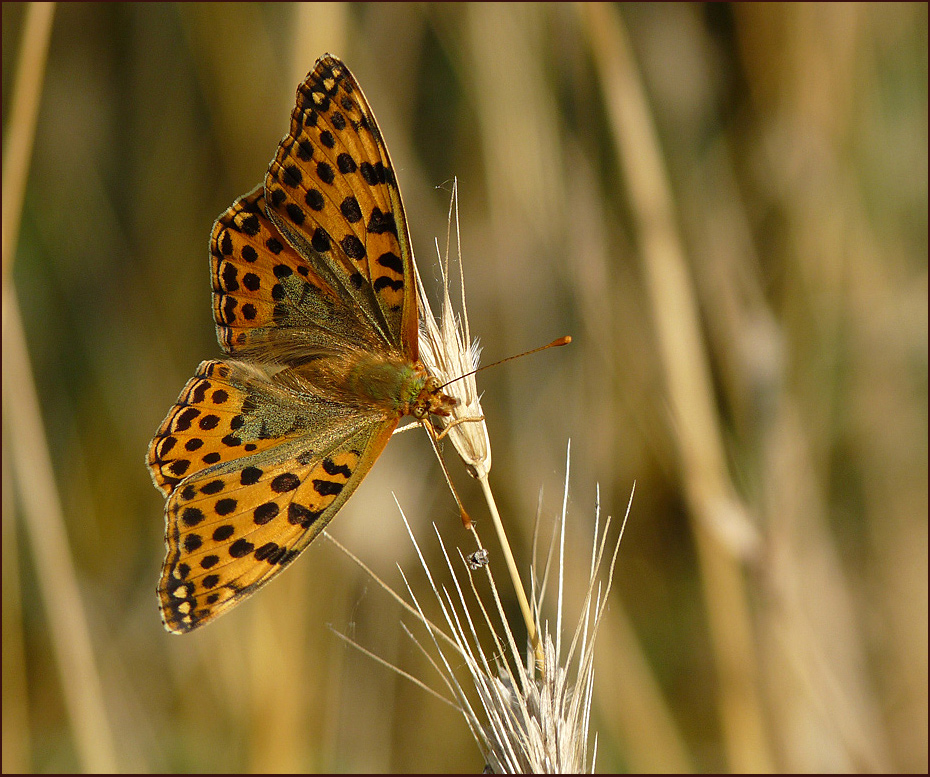 photo "***" tags: nature, insect