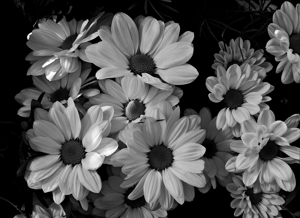 photo "small white flowers" tags: nature, black&white, flowers