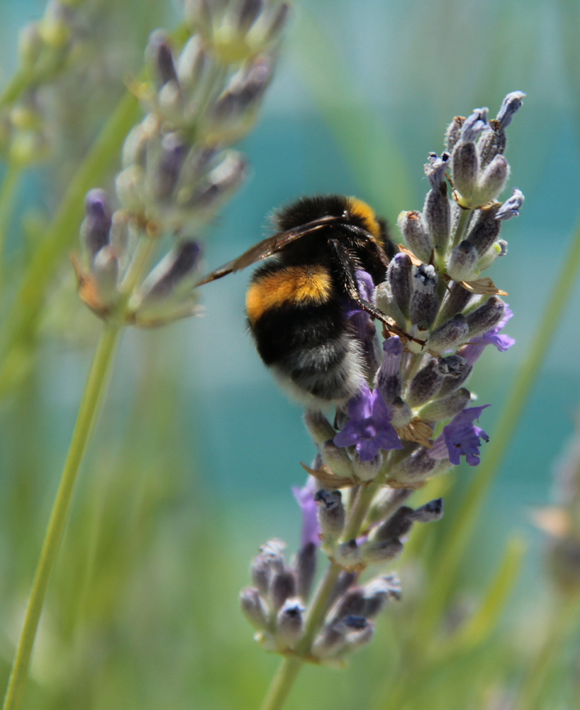 photo "***" tags: nature, macro and close-up, insect