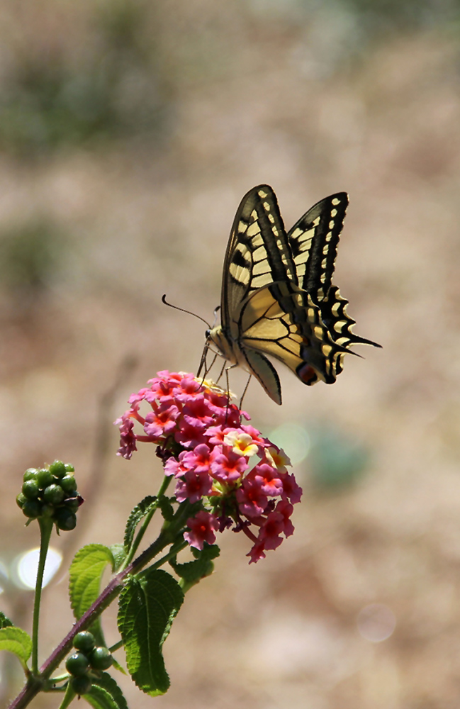 photo "***" tags: nature, macro and close-up, insect