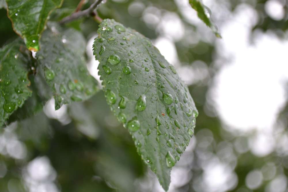 photo "***" tags: macro and close-up, 