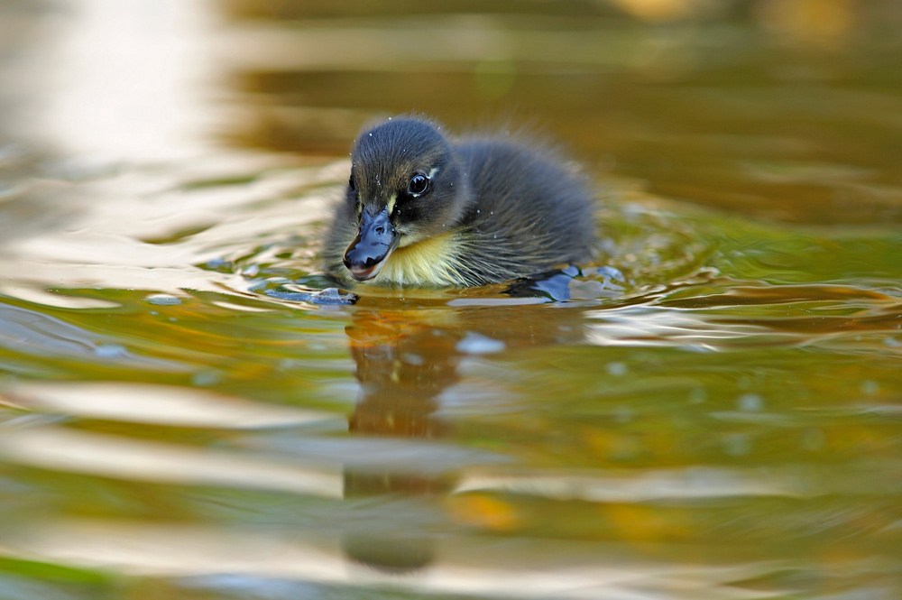 photo "***" tags: nature, wild animals