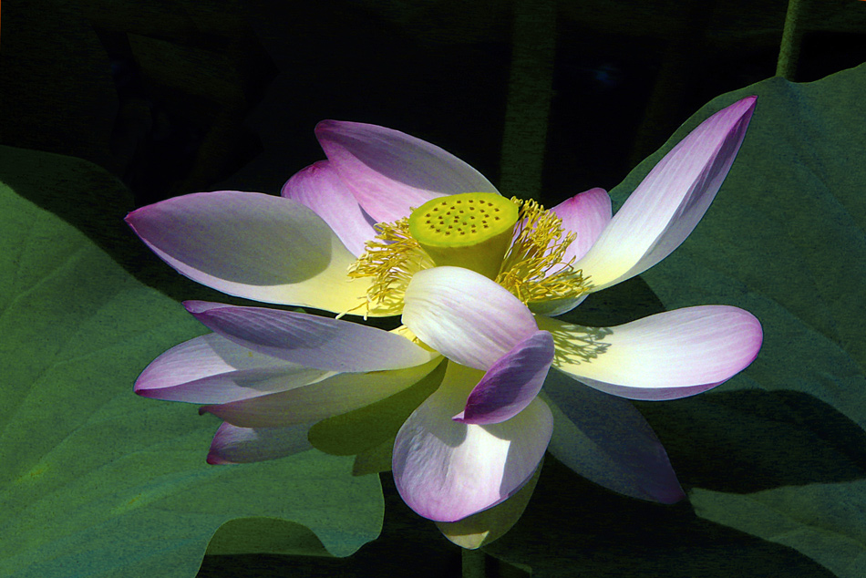photo "Egyptian lotus" tags: nature, macro and close-up, flowers, lake, lotus, summer