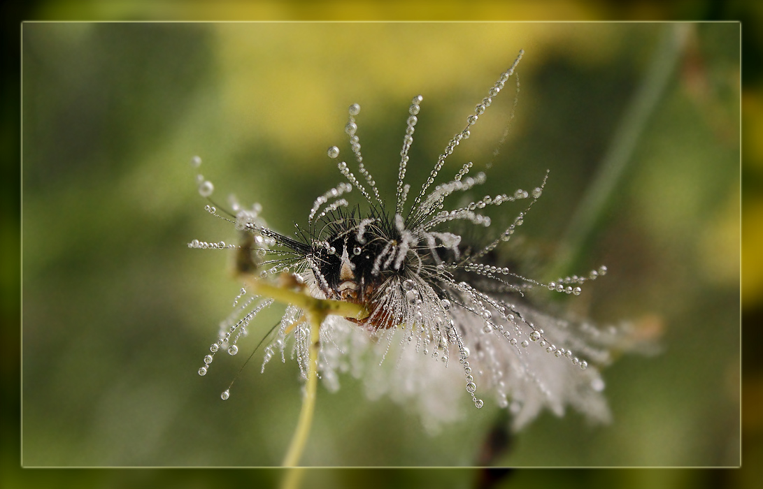 photo "***" tags: nature, insect