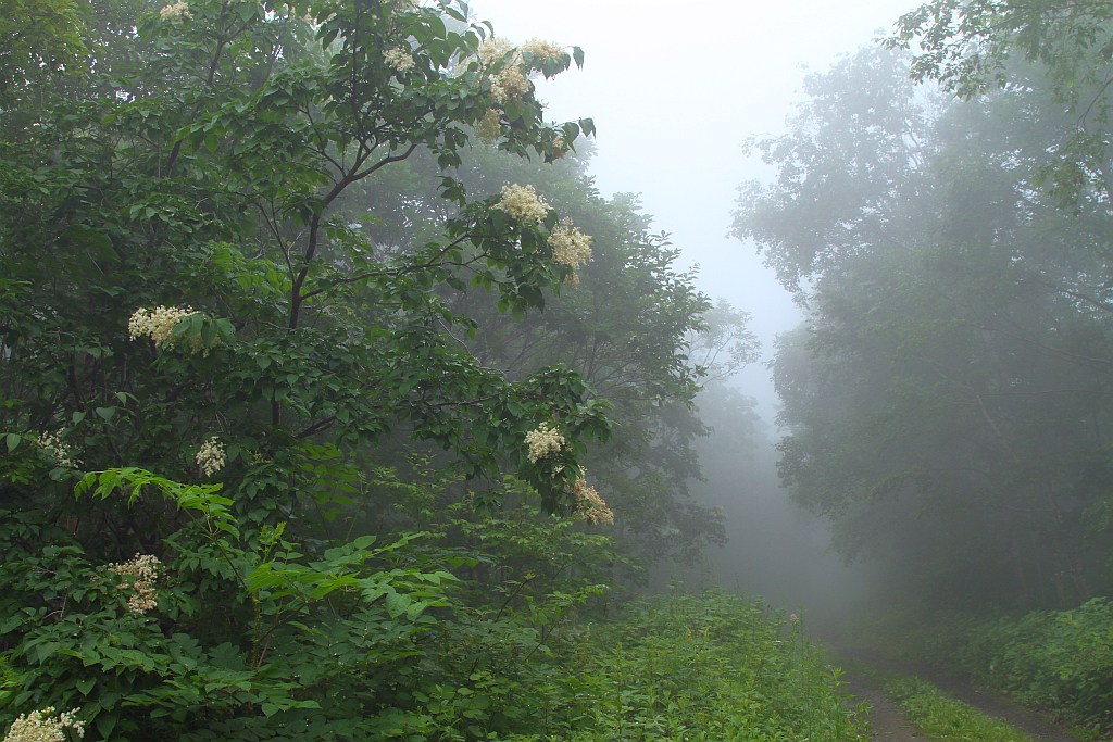 photo "***" tags: landscape, forest