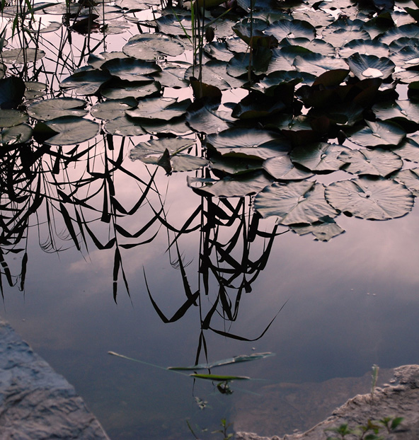 photo "Late evening." tags: nature, flowers