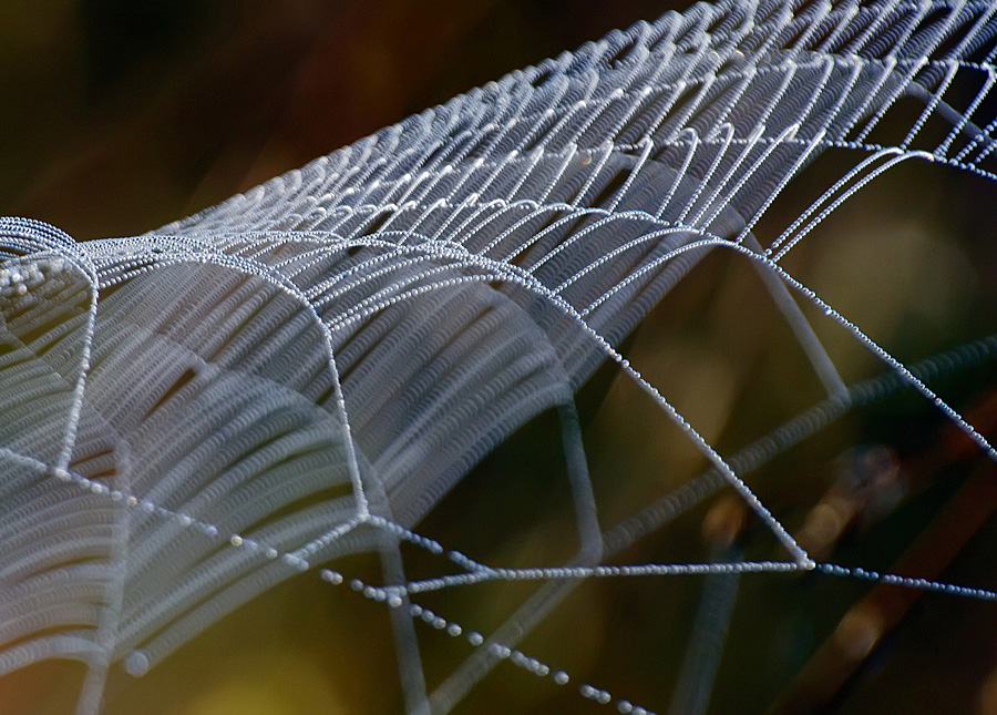 photo "***" tags: macro and close-up, 