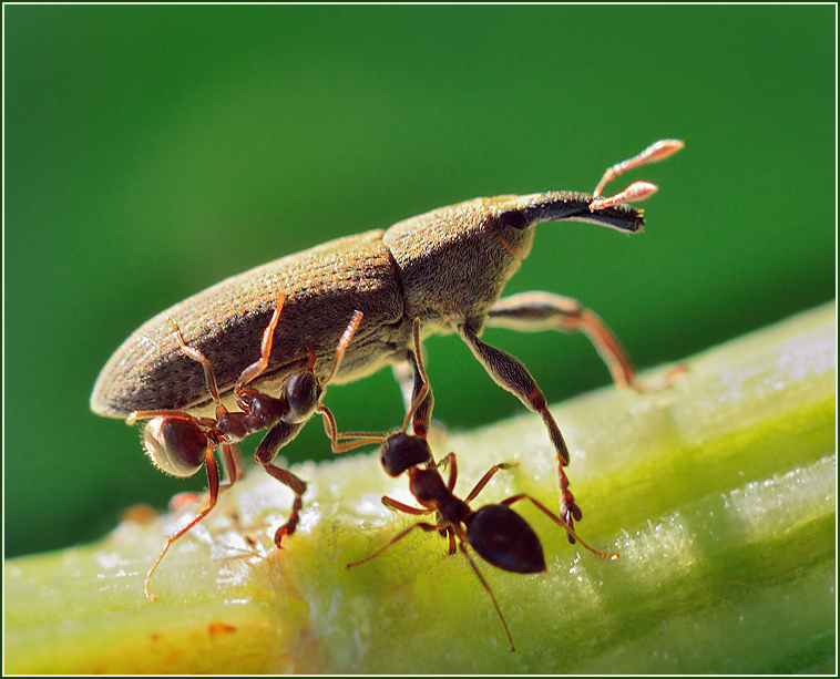 photo "***" tags: macro and close-up, 