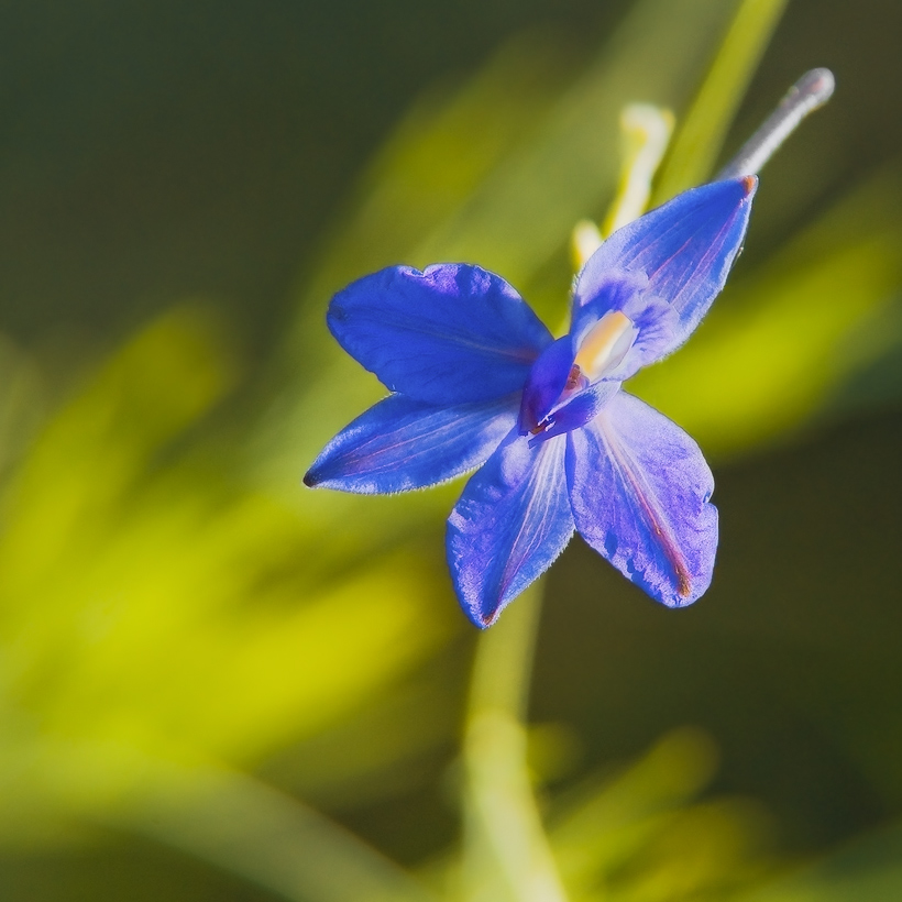 photo "***" tags: macro and close-up, nature, flowers