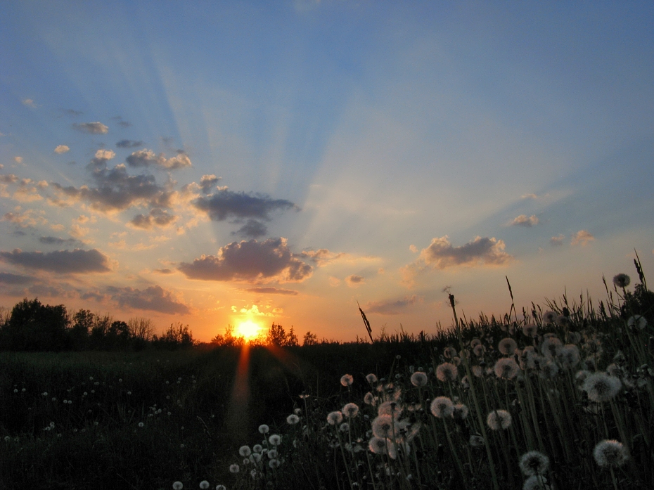 photo "Dandelions" tags: landscape, spring, sunset