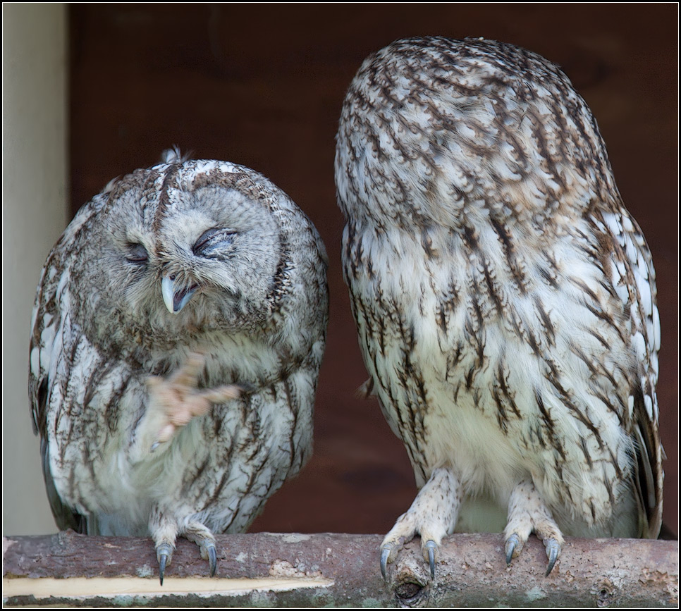 photo "We will not be photographed))" tags: nature, genre, wild animals