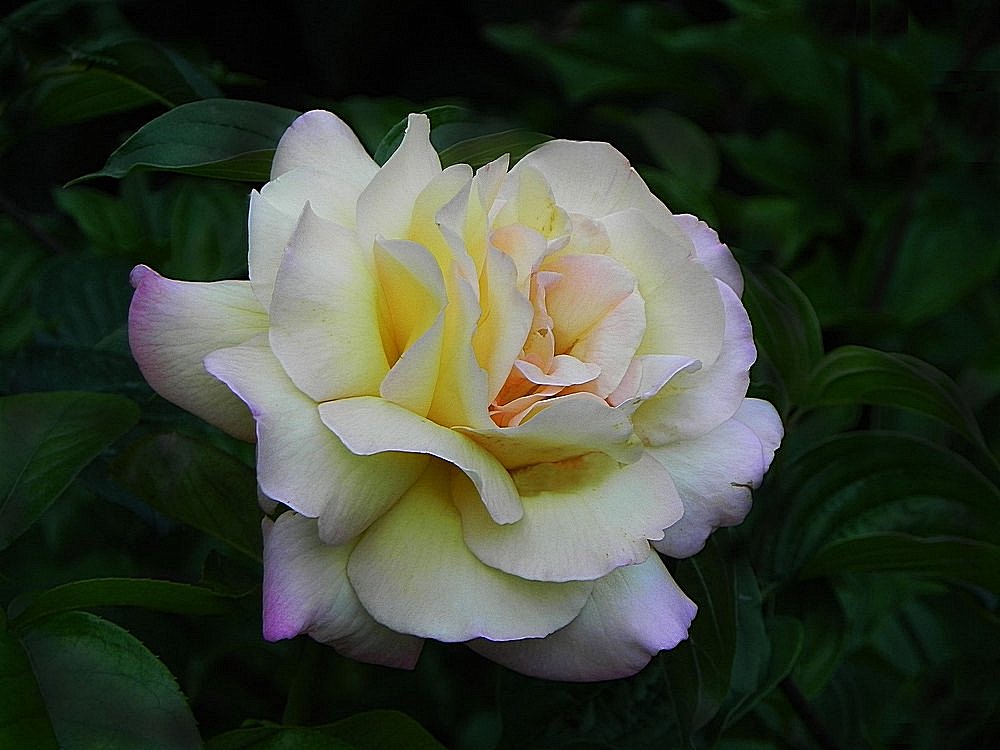 photo "***" tags: nature, macro and close-up, flowers