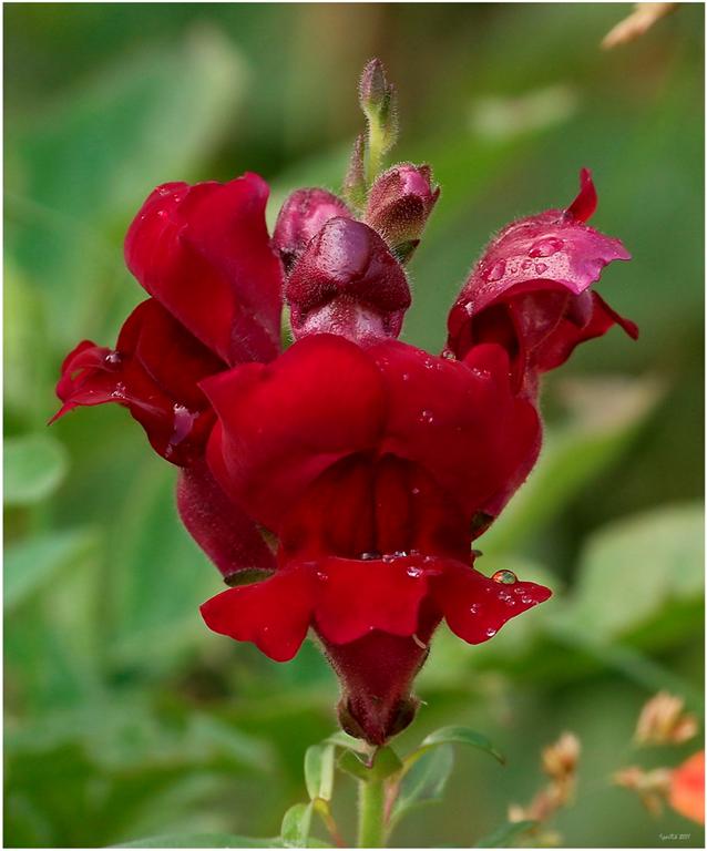 photo "***" tags: nature, flowers