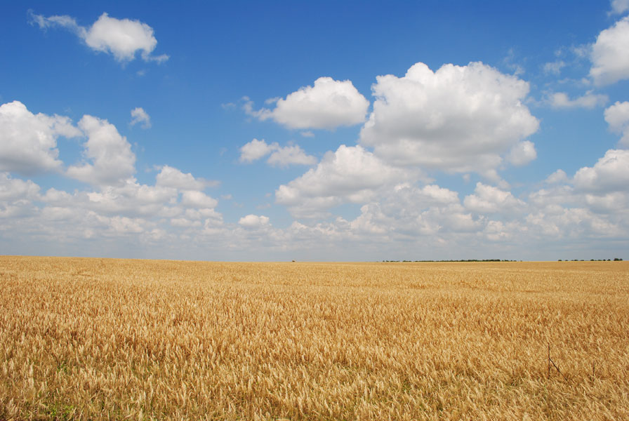 photo "A gold of fields" tags: landscape, summer