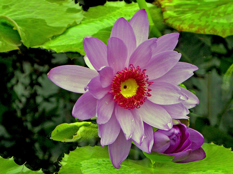 photo "Blue Water Lily" tags: nature, flowers