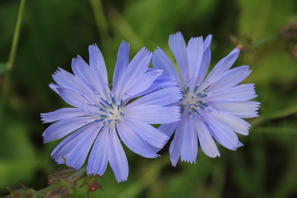 photo "***" tags: nature, macro and close-up, flowers