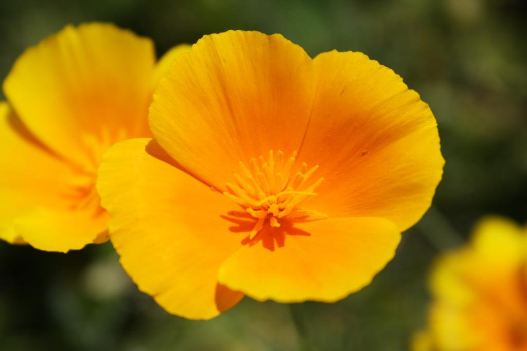 photo "***" tags: nature, macro and close-up, flowers