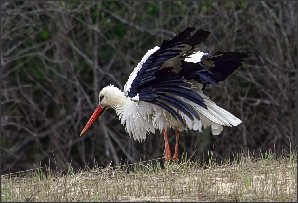 photo "***" tags: nature, wild animals