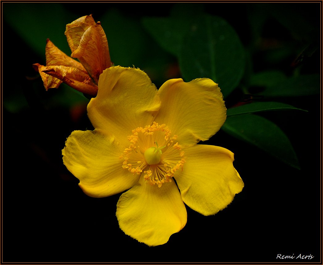 photo "for you !" tags: nature, macro and close-up, flowers