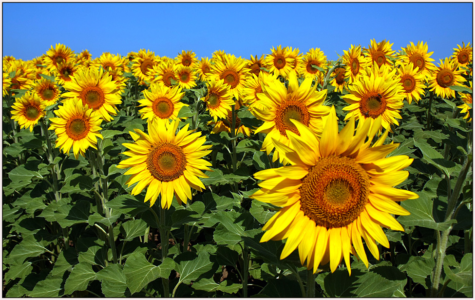 photo "Parade suns" tags: landscape, nature, flowers, summer, sunflower