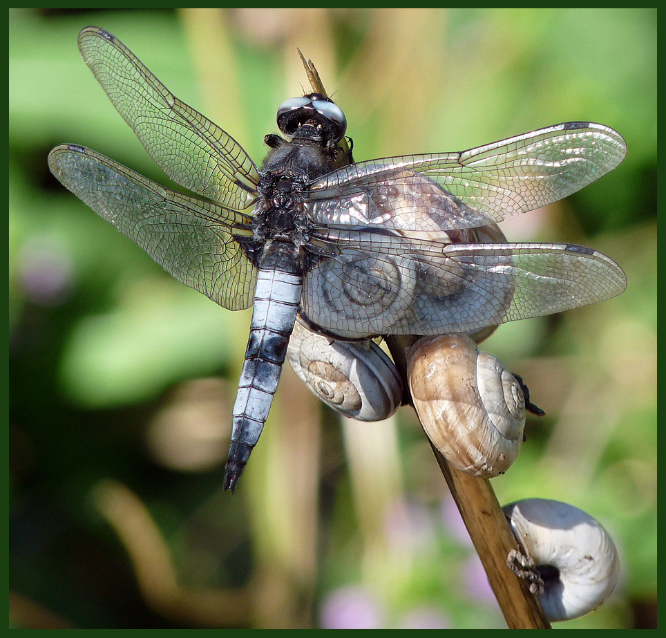 photo "***" tags: nature, macro and close-up, insect