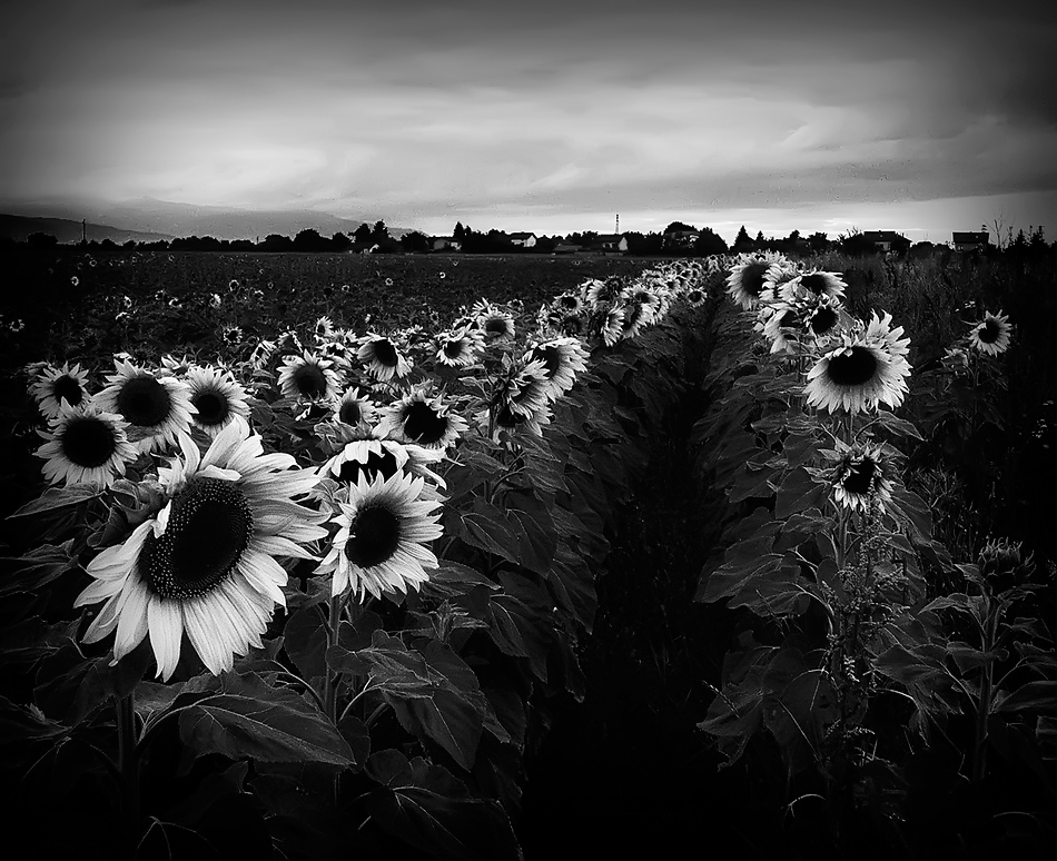 photo "Field of Dreams" tags: black&white, misc., 