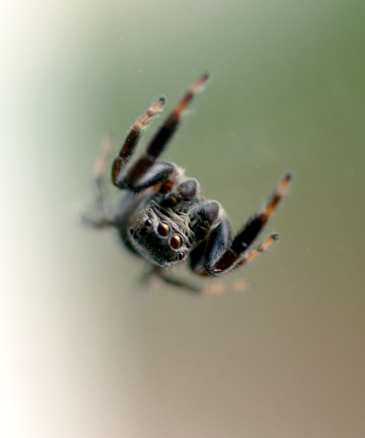 photo "***" tags: nature, insect