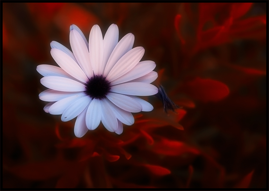 photo "***" tags: nature, abstract, flowers