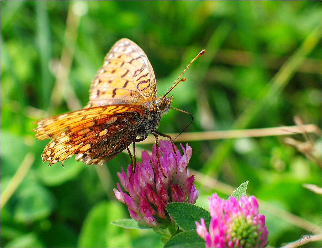 photo "[XLIV]" tags: macro and close-up, nature, insect