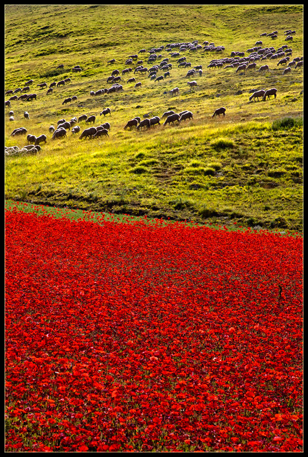 фото "red grazing" метки: пейзаж, горы