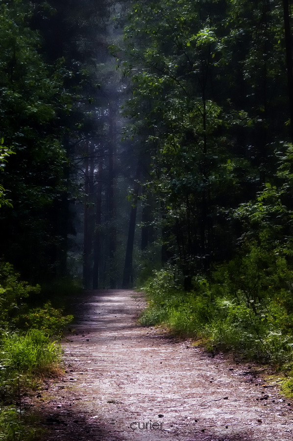 photo "***" tags: landscape, forest, summer