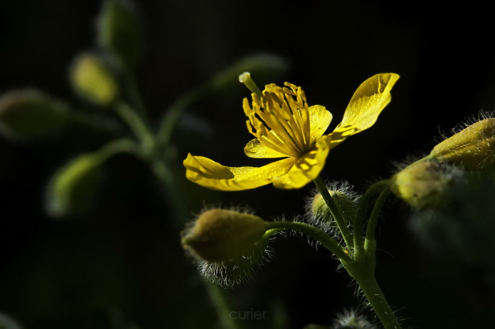 photo "***" tags: macro and close-up, nature, flowers