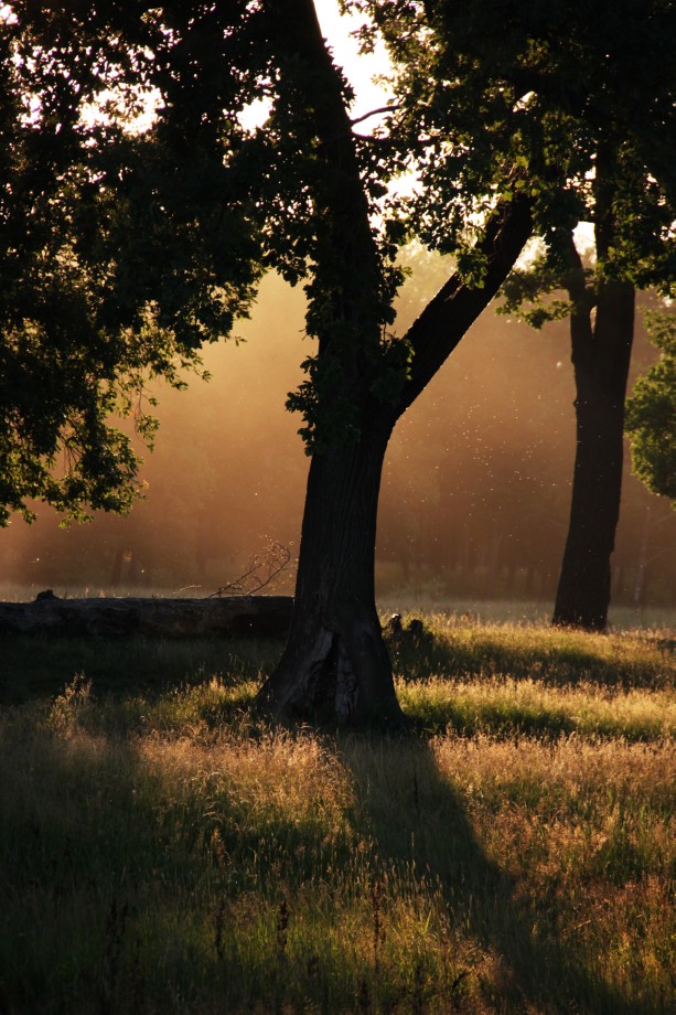 photo "***" tags: landscape, fragment, forest