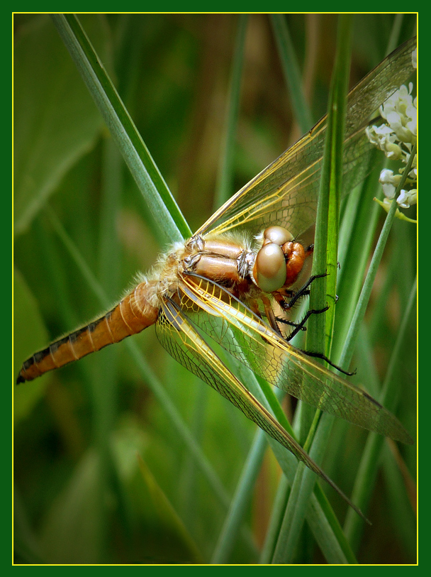 photo "***" tags: nature, macro and close-up, insect