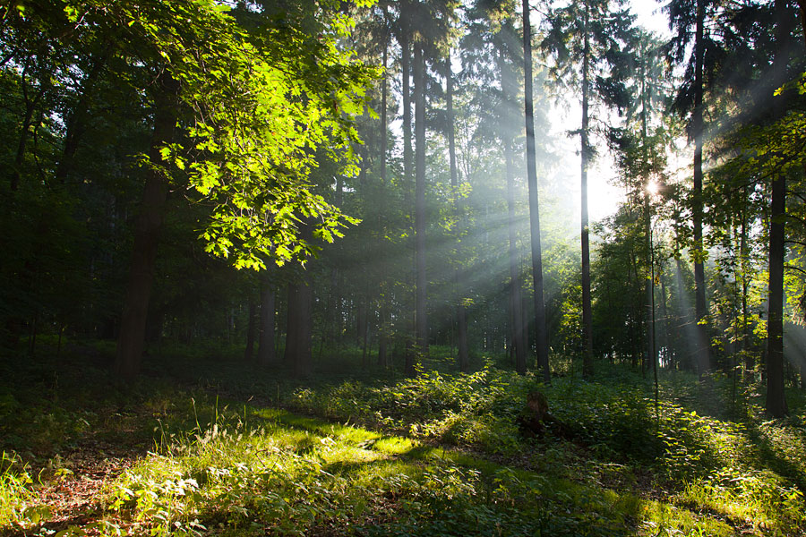 фото "Утро в лесу" метки: пейзаж, путешествия, Европа, лето