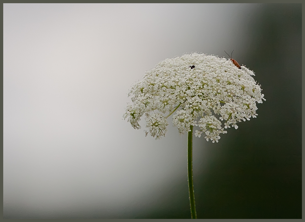 photo "From weeds life" tags: nature, macro and close-up, flowers