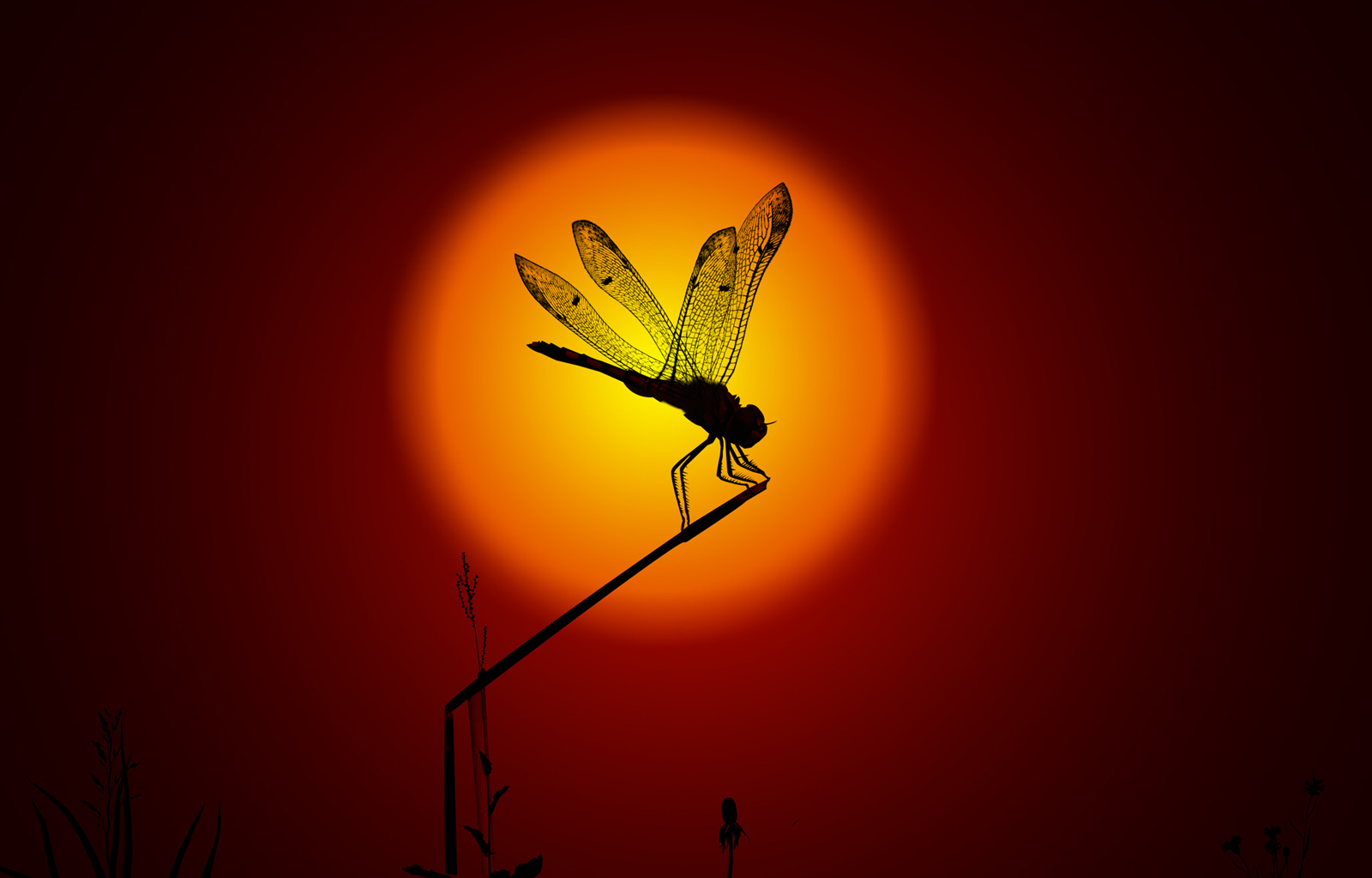 photo "SUN DAY" tags: nature, insect